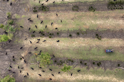France, Gard (30), Saint-Gilles du Gard, manade Pierre Aubanel & fils, taureaux camarguais appelés Raço di Biou, visite de la propriété en 4x4 (vue aérienne)
