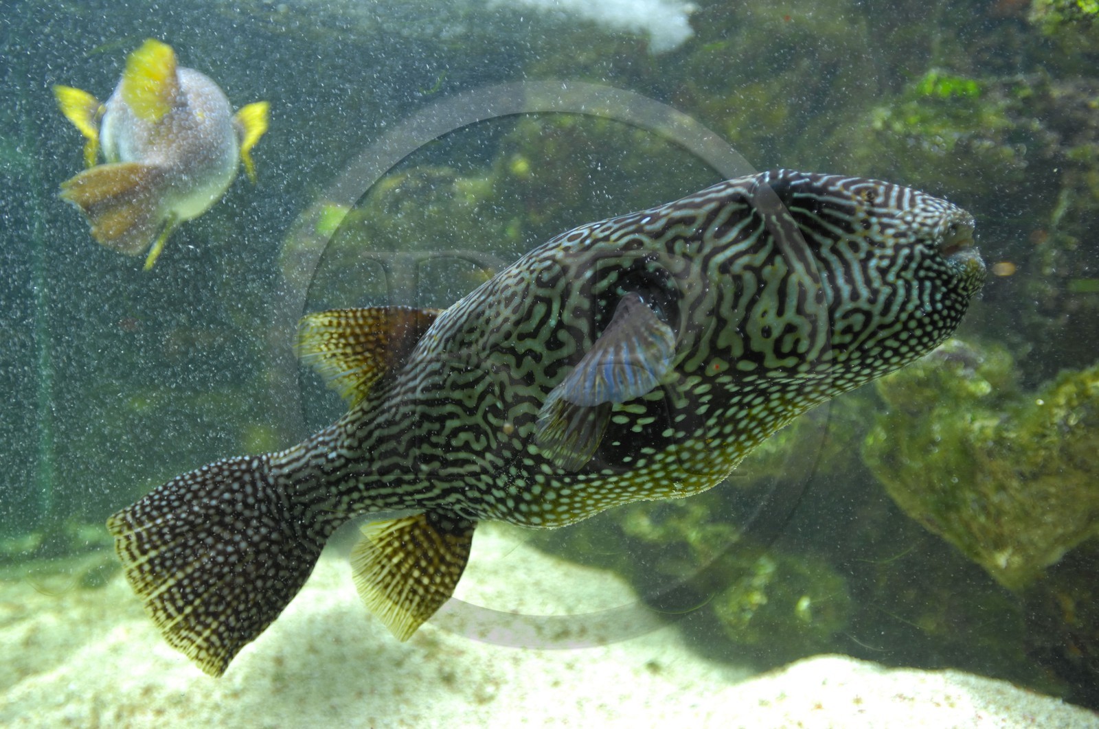 France, Paris (75), aquarium de la Porte Dorée, poisson ballon tachetÈ et poisson ballon étoilé