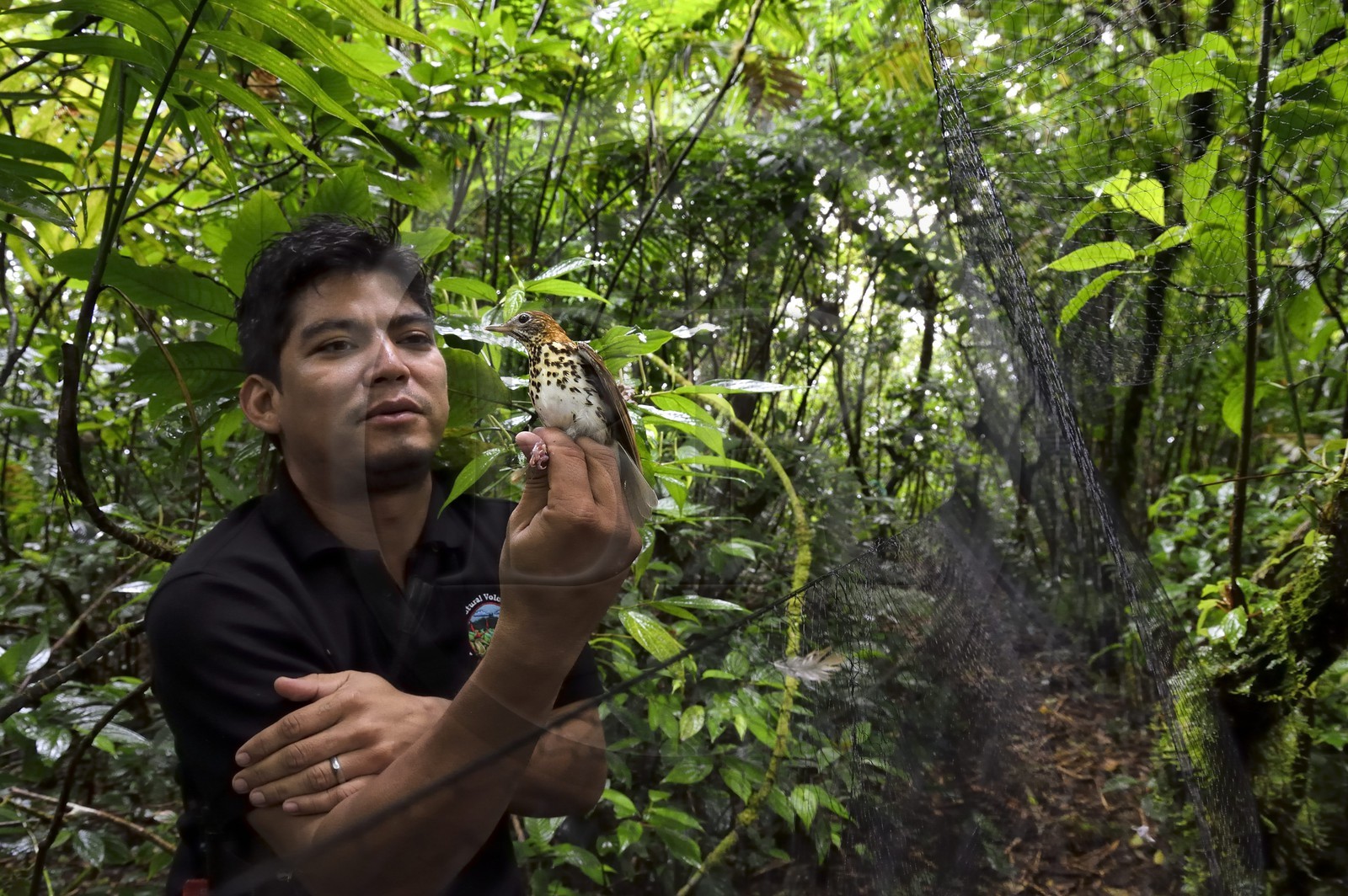 Nicaragua, département de Granada, Réserve naturelle du volcan Mombacho, le biologiste Roger Mendieta de l'ONG fondation Cocibolca ayant attrapé une Grive des bois (Hylocichla mustelina) dans ses filets pour observation