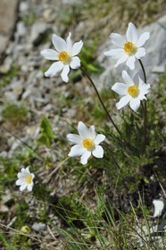 France, Alpes-de-Haute-Provence (04), Uvernet-Fours, parc national du Mercantour, vallée de l'Ubaye, sentier de randonnée du circuit des lacs du col de la Cayolle, anémone