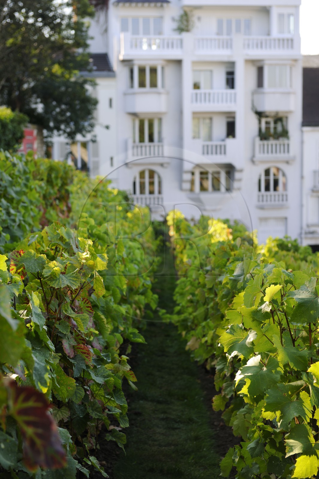 France, Paris (75), la Butte Montmartre, le vignoble de Montmartre