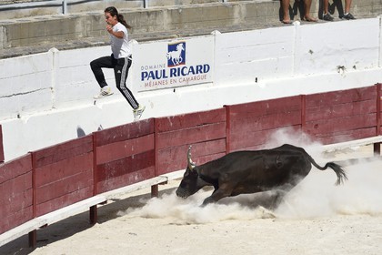 France, Bouches-du-Rhône (13), Parc naturel régional de Camargue, étang de Vaccares, démonstration de course camarguaise aux arènes du domaine de Méjanes