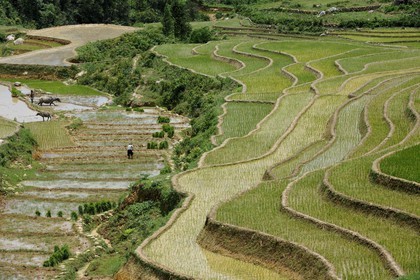 Vietnam, province de Lao Cai, région de Sapa, vallée de Ta Phin, culture de rizières en terrasses par la minorité Hmong Noir