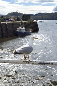 Royaume-Uni, Ecosse, Highland, Hébrides intérieures, Ile de Mull, la ville principale Tobermory et son port, goéland argenté (Larus argentatus)