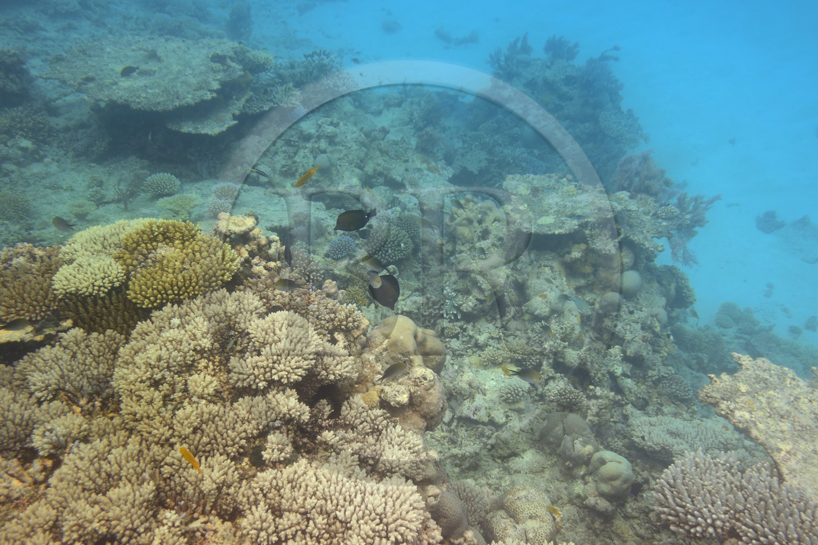 France, Ile de Mayotte, Grande-Terre, récif de corail dans la lagune face à la pointe Saziley  sur la cote Est