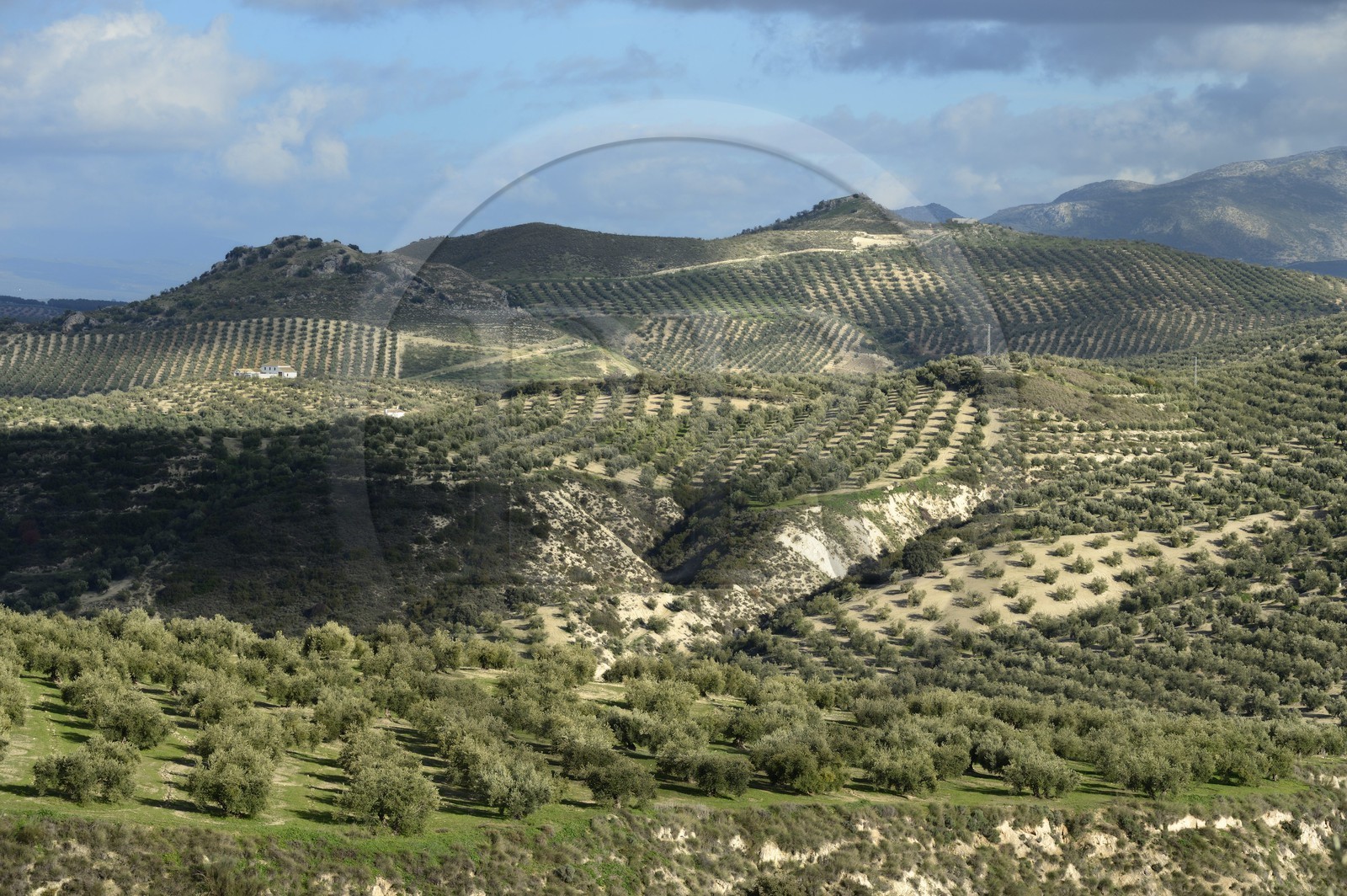 Espagne, Andalousie, province de Jaén, champs d'oliviers au sud de Martos entre Baena et Alcaudete