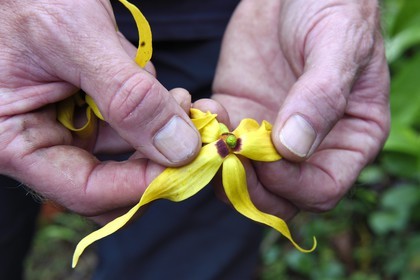 France, Ile de Mayotte, Grande-Terre, Ouangani, fleur d'ylang-ylang (Cananga odorata)