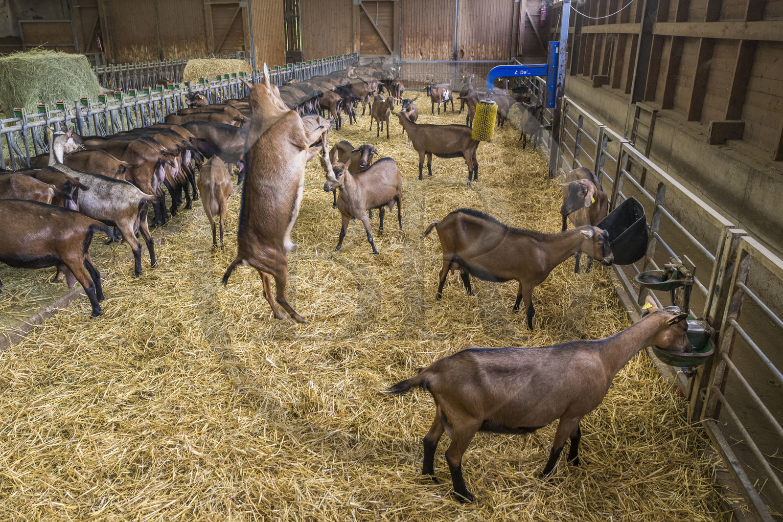 France, Bas-Rhin (67), Parc naturel régional des Vosges du Nord, Obersteinbach, la chèvrerie de La Ferme du Steinbach, bagarre de chèvres