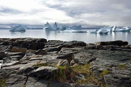 Groenland, cote ouest, Ile de Disko, baie du village de Qeqertarsuaq, icebergs dans la brume