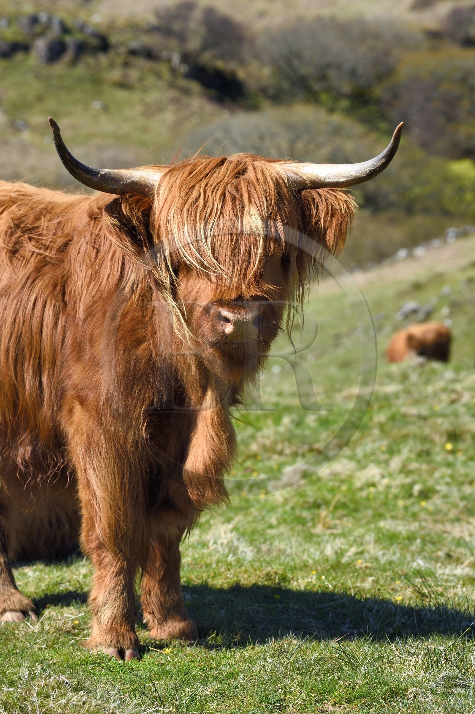 Royaume-Uni, Ecosse, Highland, Hébrides intérieures, Ile de Mull, vache de race Highland