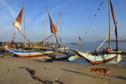 Sri Lanka, Province de l'Ouest, Negombo, retour sur la plage de Porathota des pecheurs et de leur catamarans traditionnels après la peche du matin