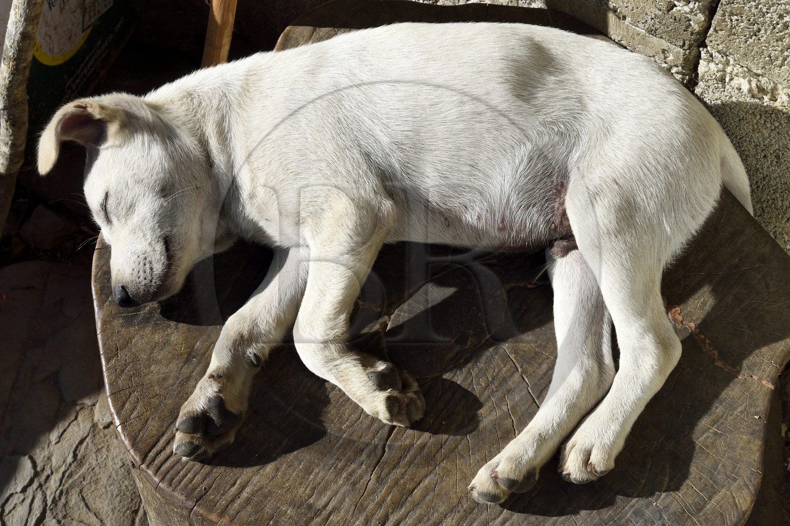 Philippines, province d'Ifugao, région de Banaue, village de Cambulo, jeune chien au soleil