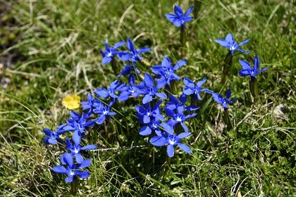 France, Alpes-de-Haute-Provence (04), Uvernet-Fours, parc national du Mercantour, vallée de l'Ubaye, sentier de randonnée du circuit des lacs du col de la Cayolle, Gentiane de printemps (Gentiana verna)