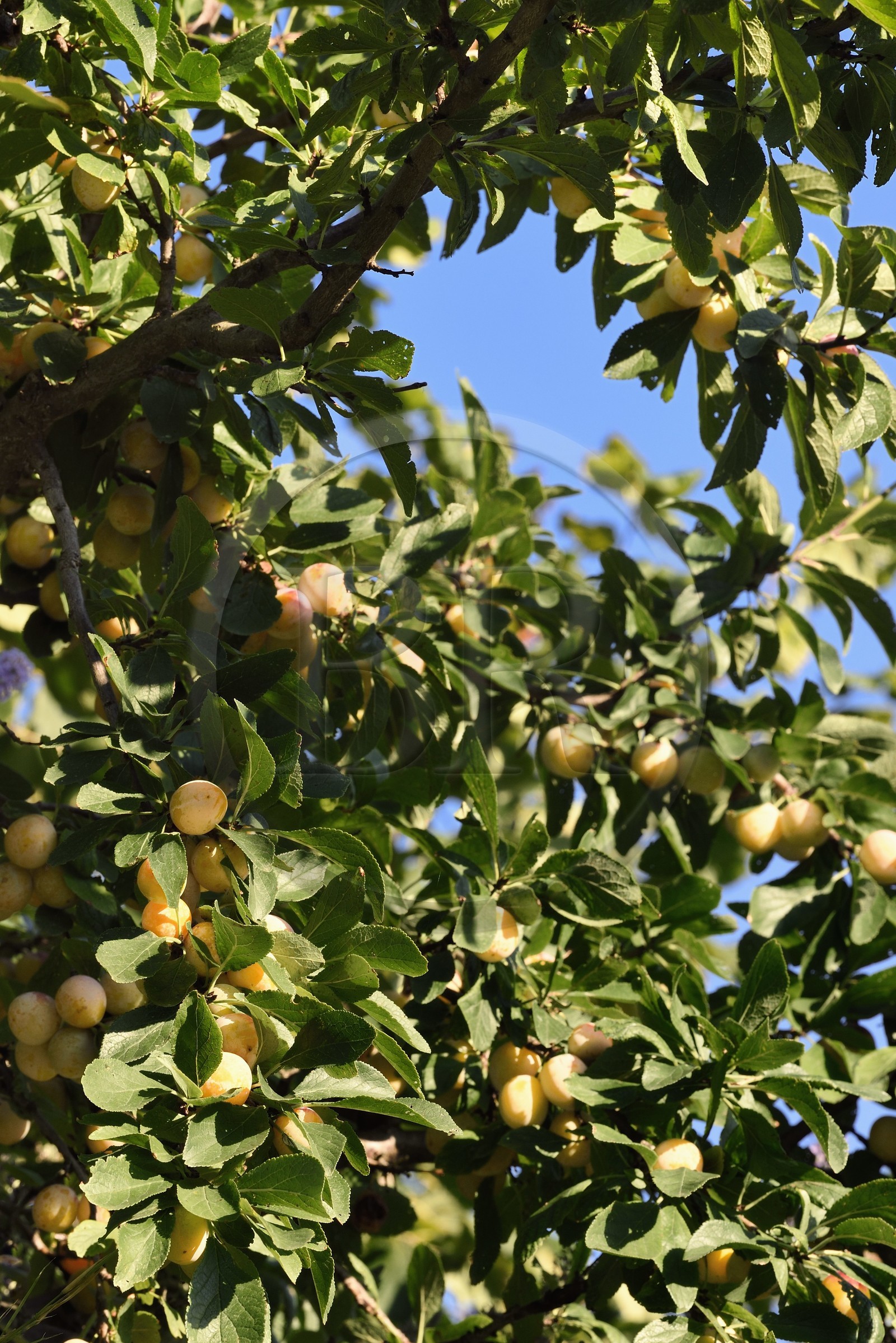 France, mirabellier qui est une variété de prunier, mirabelles dans l'arbre