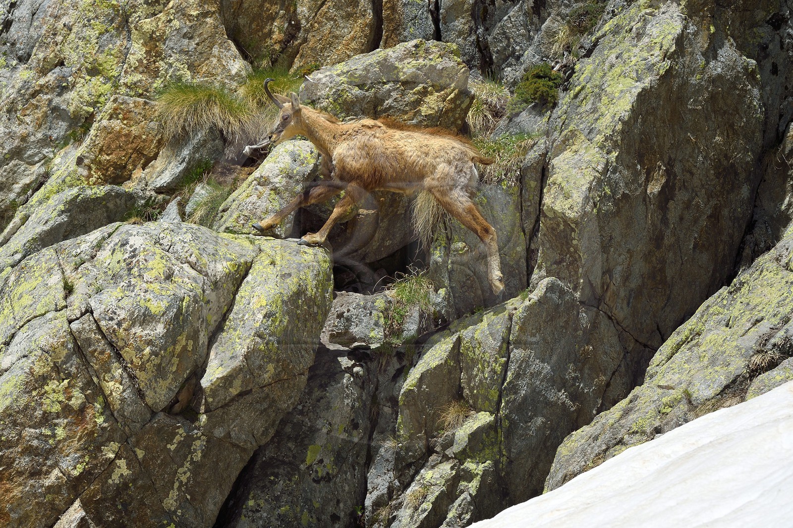 France, Alpes-Maritimes (06), parc national du Mercantour, chamois (Rupicapra rupicapra) dans le vallon de la Madone de Fenestre