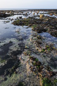 France, Seine-Maritime (76), Vattetot-sur-Mer, coquillages sur les rochers de la plage à marée basse
