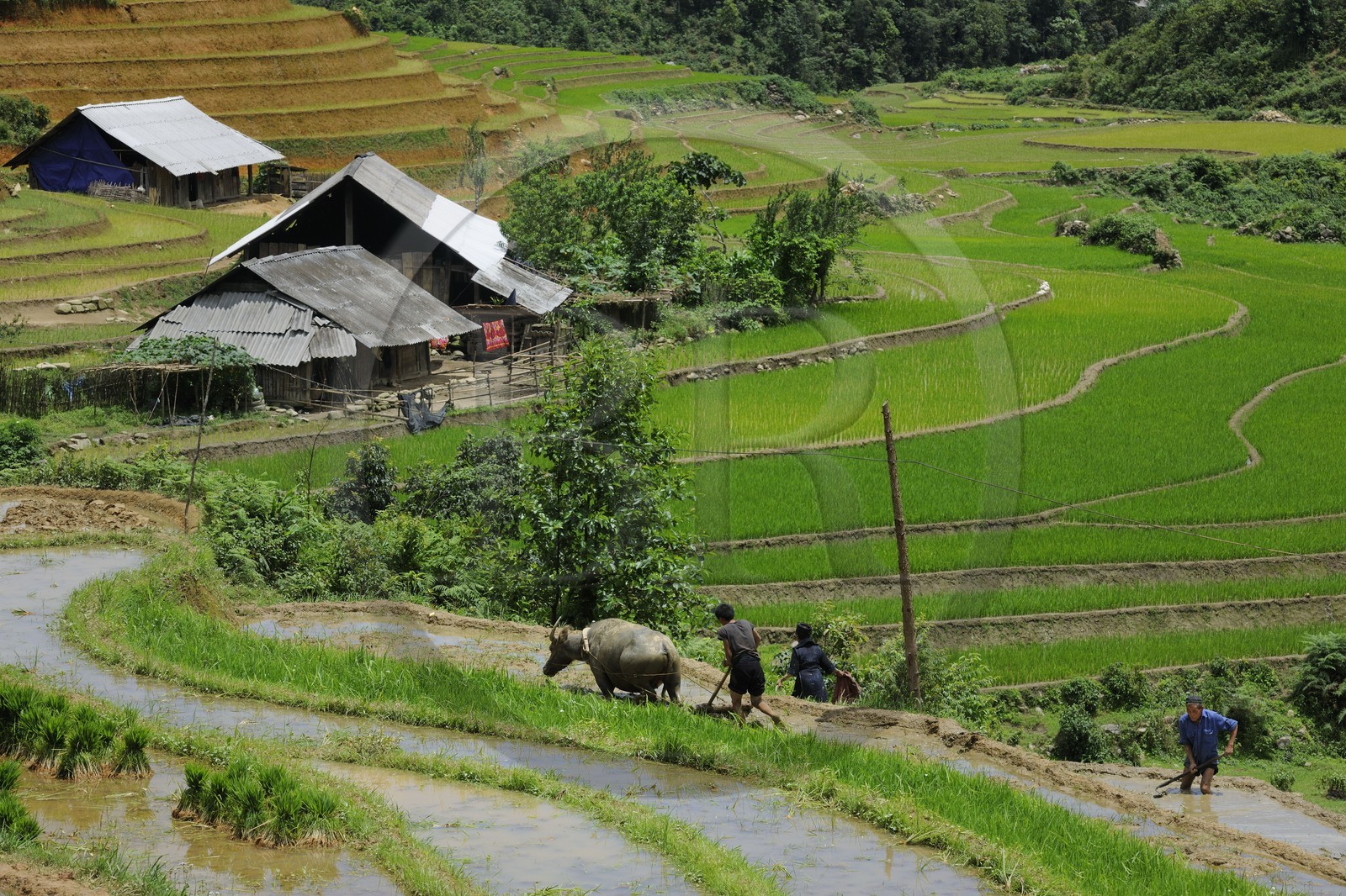Vietnam, province de Lao Cai, région de Sapa, vallée de Ta Phin, culture de rizières en terrasses par la minorité Hmong Noir