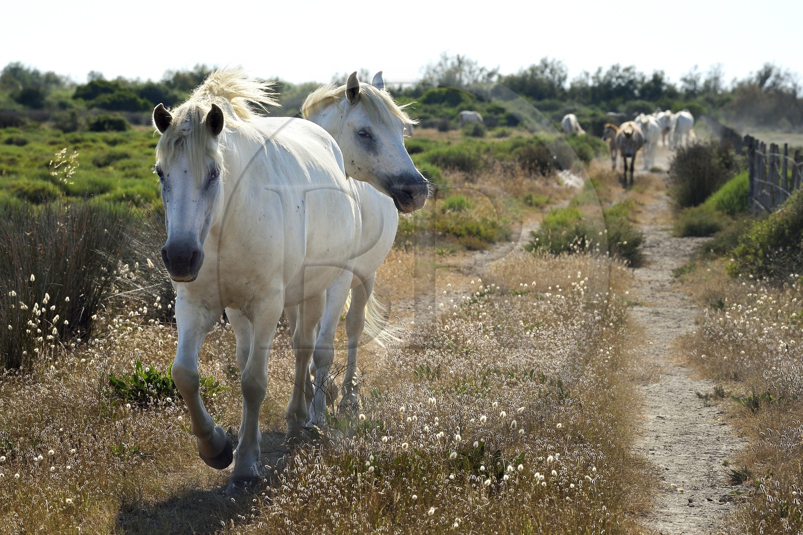 France, Bouches-du-Rhône (13), Parc naturel régional de Camargue, vers l'étang de Malagroy, manade Jacques Mailhan, chevaux de Camargue dans la sansouire
