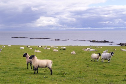 Royaume-Uni, Ecosse, Hébrides intérieures, Ile de Islay, moutons dans la baie de Claggain