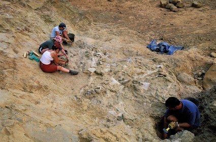 France, Aude (11), Esperaza, des fouilles sur un fossile de dinosaure