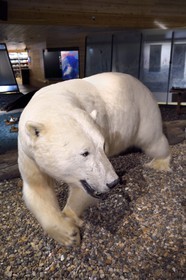 Norvège, Svalbard, Spitzberg, Longyearbyen, Svalbard museum, ours blanc polaire (Ursus maritimus)