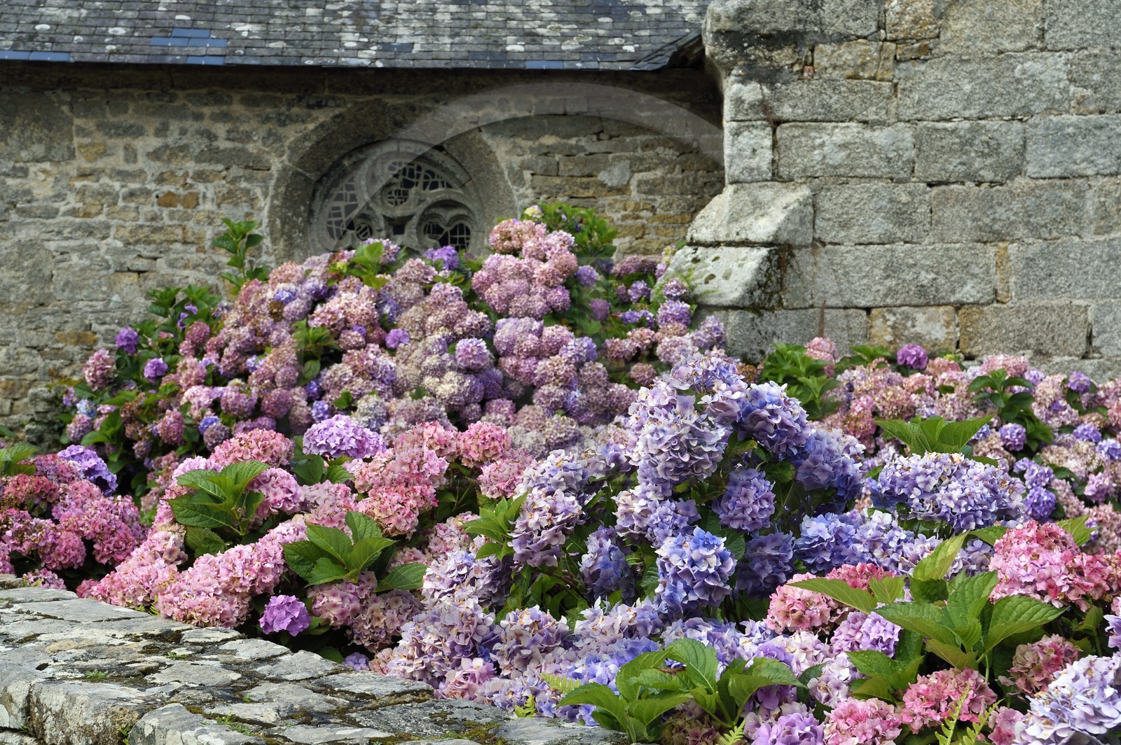 France, Finistère (29), Névez, hortensias devant la chapelle de Tremorvezen