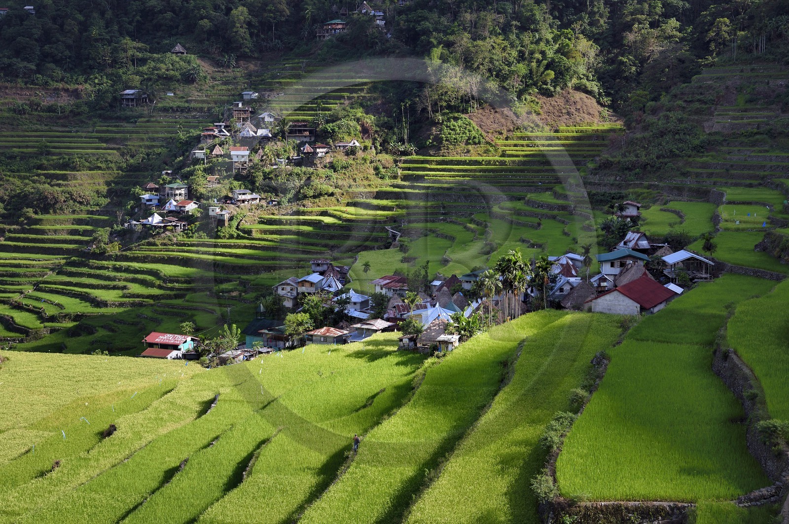 Philippines, province d'Ifugao, les rizières en terrasses de Banaue autour du village de Batad, classées Patrimoine Mondial de l'UNESCO