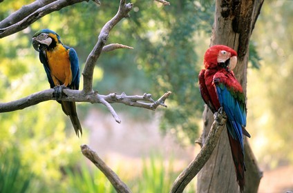 France, Aude (11), réserve africaine de Sigean, perroquets