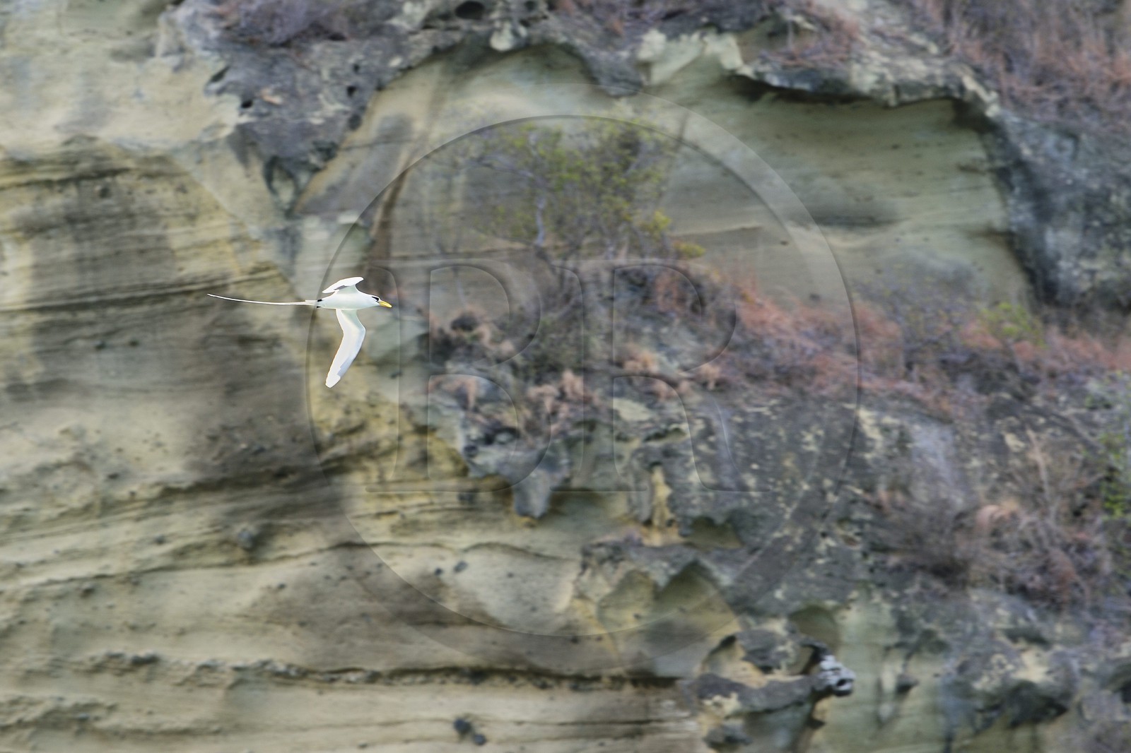 France, Ile de Mayotte, Petite-Terre, Phaéton à bec jaune (Phaethon lepturus) aussi appelé petit paille-en-queue