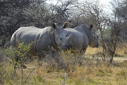 Zimbabwe, province de Matabeleland méridional, Matobo ou Matopos Hills National Park, classé Patrimoine Mondial de l'UNESCO, rhinocéros blanc (Ceratotherium simum), jeune adulte d'environ 7 ans