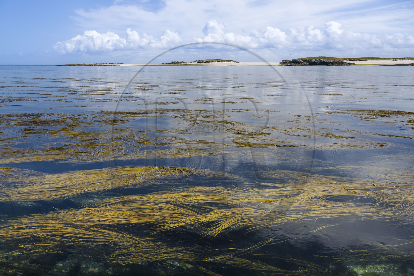 France, Finistère (29), Mer d'Iroise, archipel de Molène, Ile de Quéménès, haricots de mer (Himanthalia elongata)