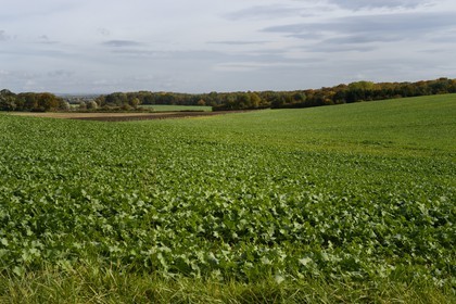 France, Meuse (55), région de Ornes, l'agiculture a repris ses droits sur certains secteurs du champ de bataille de Verdun