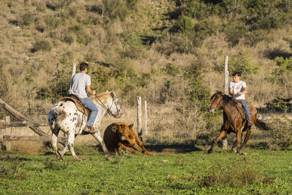 France, Hérault (34), les Causses et les Cévennes, paysage culturel de l'agro-pastoralisme méditerranéen inscrit au Patrimoine Mondial de l'UNESCO, La Vacquerie-et-Saint-Martin-de-Castries, le Mas de Cisco, Julian et son frère Charlie Amposta s'entrainant à diriger les vaches de leur troupeau