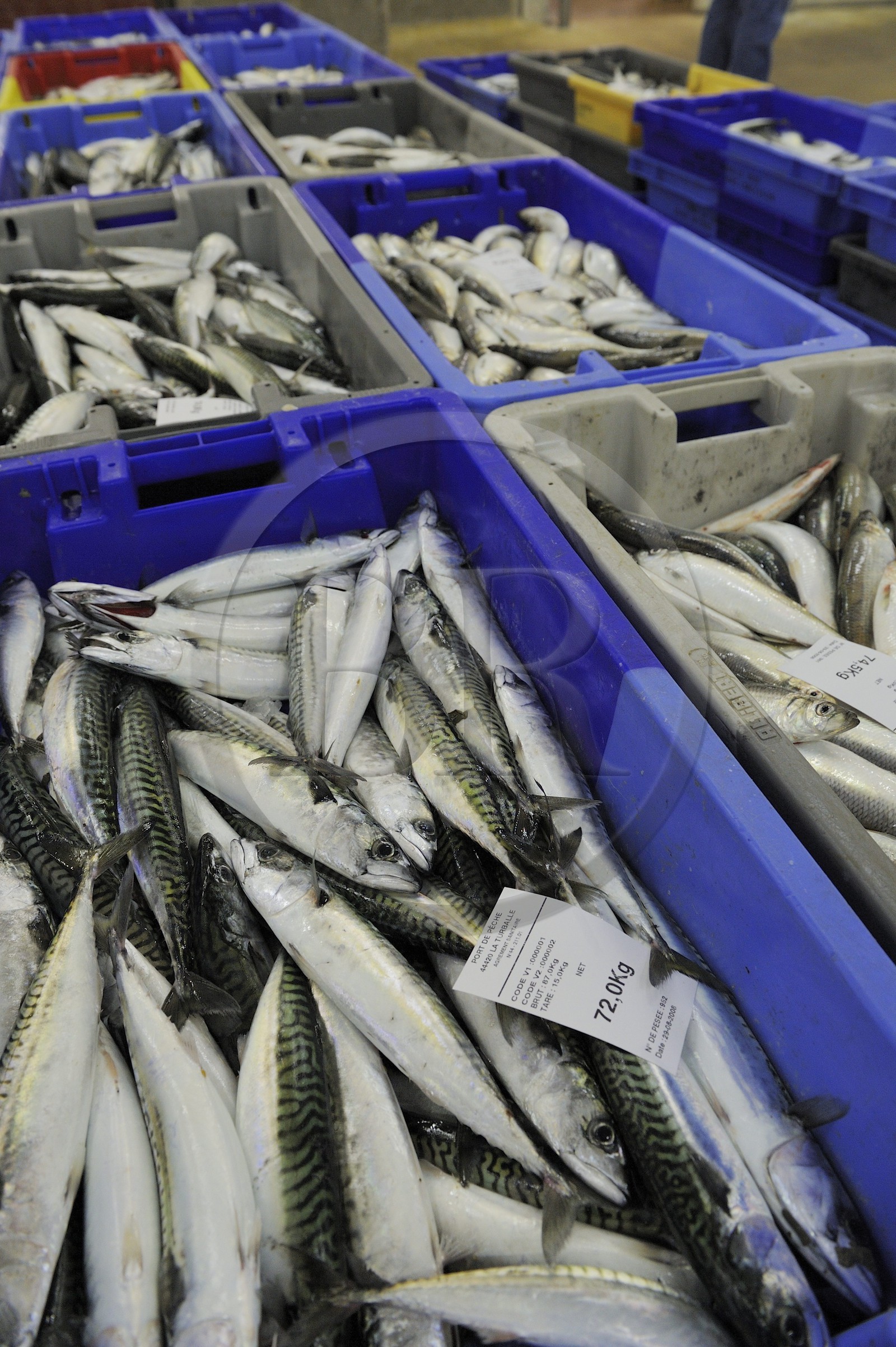 France, Loire-Atlantique (44),  port de La Turballe, la criée