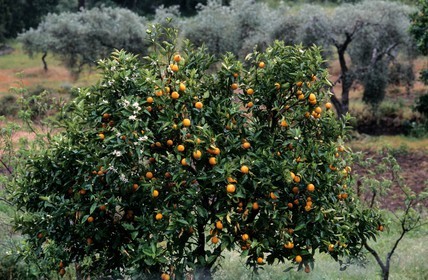 Espagne, Estrémadure, un oranger dans la région d'Alcuescar