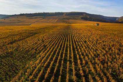 France, Côte-d'Or (21), Paysage culturel des climats de Bourgogne classés Patrimoine Mondial de l'UNESCO, Vougeot, Route des Grands Crus, le vignoble et le chateau du Clos de Vougeot (vue aérienne)