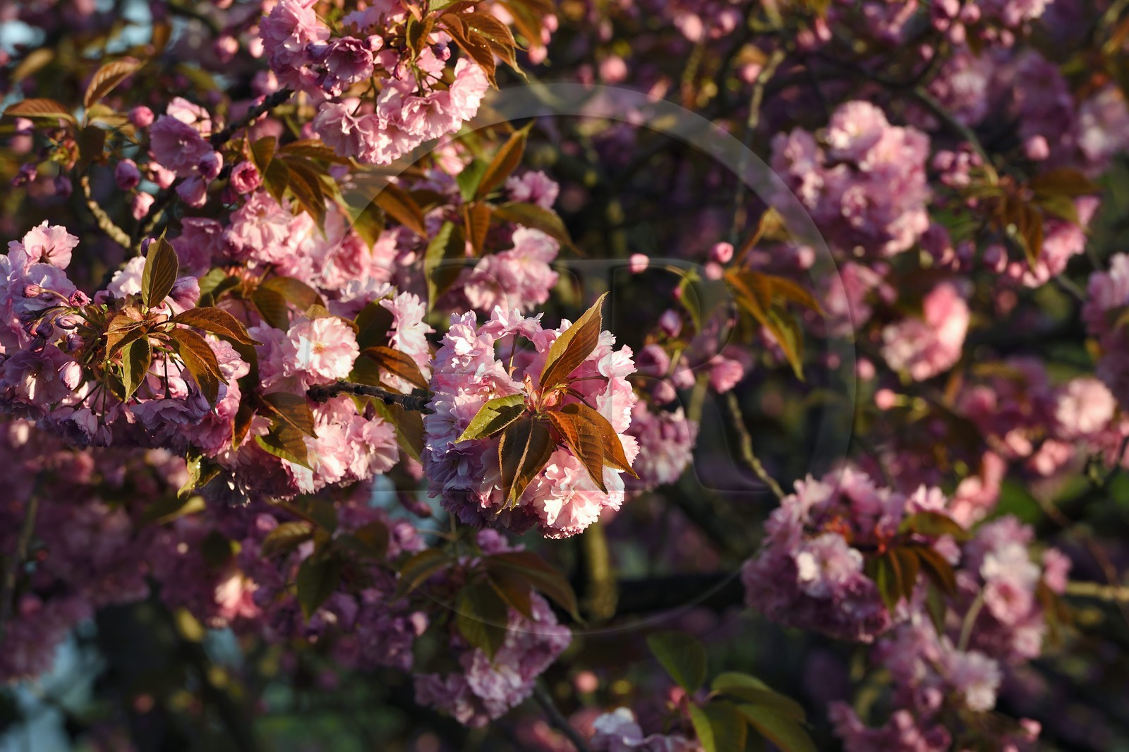 France, Val-de-Marne (94), Bry-sur-Marne, cerisier du japon (Prunus serrulata) en fleur