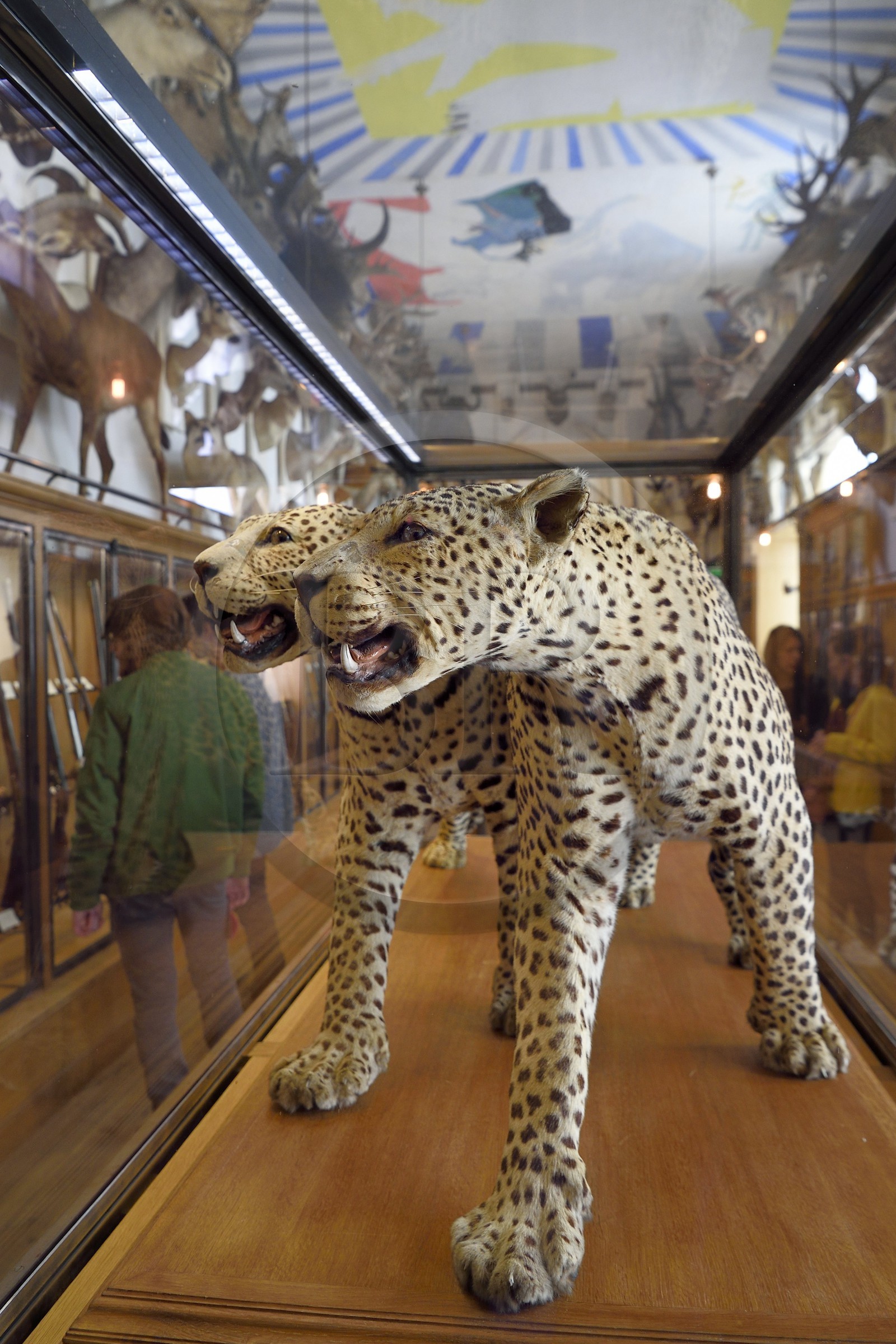 France, Paris (75), quartier du Marais, le musée de la Chasse et de la Nature dans l’hôtel de Guénégaud