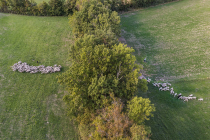 France, Aveyron (12), Causses et les Cévennes, paysage culturel de l'agro-pastoralisme méditerranéen, classés Patrimoine Mondial de l'UNESCO, Sainte-Eulalie-de-Cernon sur la route de Saint-Jacques-de-Compostelle, troupeau de mouton guidé par son berger Eric Broussou (vue aérienne) France, Aveyron,  Causses and the Cévennes, cultural landscape of Mediterranean agro-pastoralism, listed as World Heritage by UNESCO, Sainte-Eulalie-de-Cernon on the road to Santiago de Compostela, flock of sheep led by its shepherd Eric Broussou (aerial view)