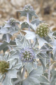 France, Bouches-du-Rhône (13), Parc naturel régional de Camargue, Panicaut maritime (Eryngium maritimum) emblème du Conservatoire de l'espace littoral et des rivages lacustres