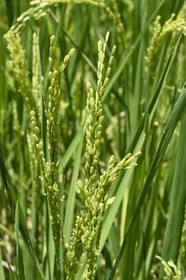 Philippines, province d'Ifugao, les rizières en terrasses de Banaue autour du village de Batad, classées Patrimoine Mondial de l'UNESCO, plant de riz