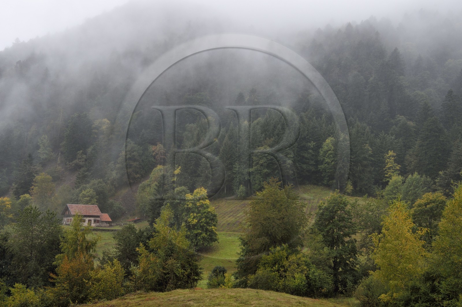 France, Haut-Rhin (68), Parc naturel régional des ballons des Vosges, Storckensohn, montagne de La Tête des Perches, la chaume de Gazon vert, forêt de hêtraie-sapinière au dessus du refuge dans l'ancienne ferme