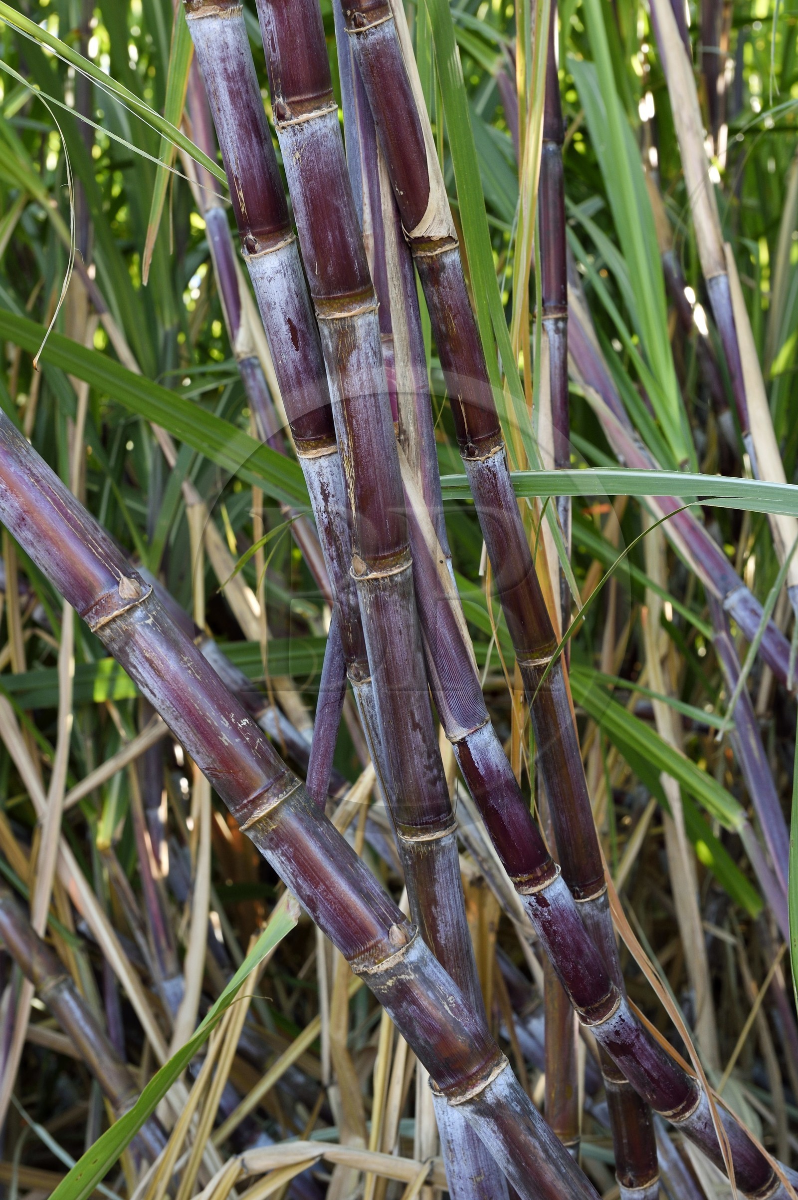 France, Ile de la Reunion, côte sud, Petite-Ile, canne à sucre