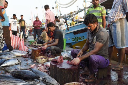 Sri Lanka, Province du Sud, Matara (district), Weligama, port de pêche de Mirissa, découpe du thon fraichement pêché sur le quai