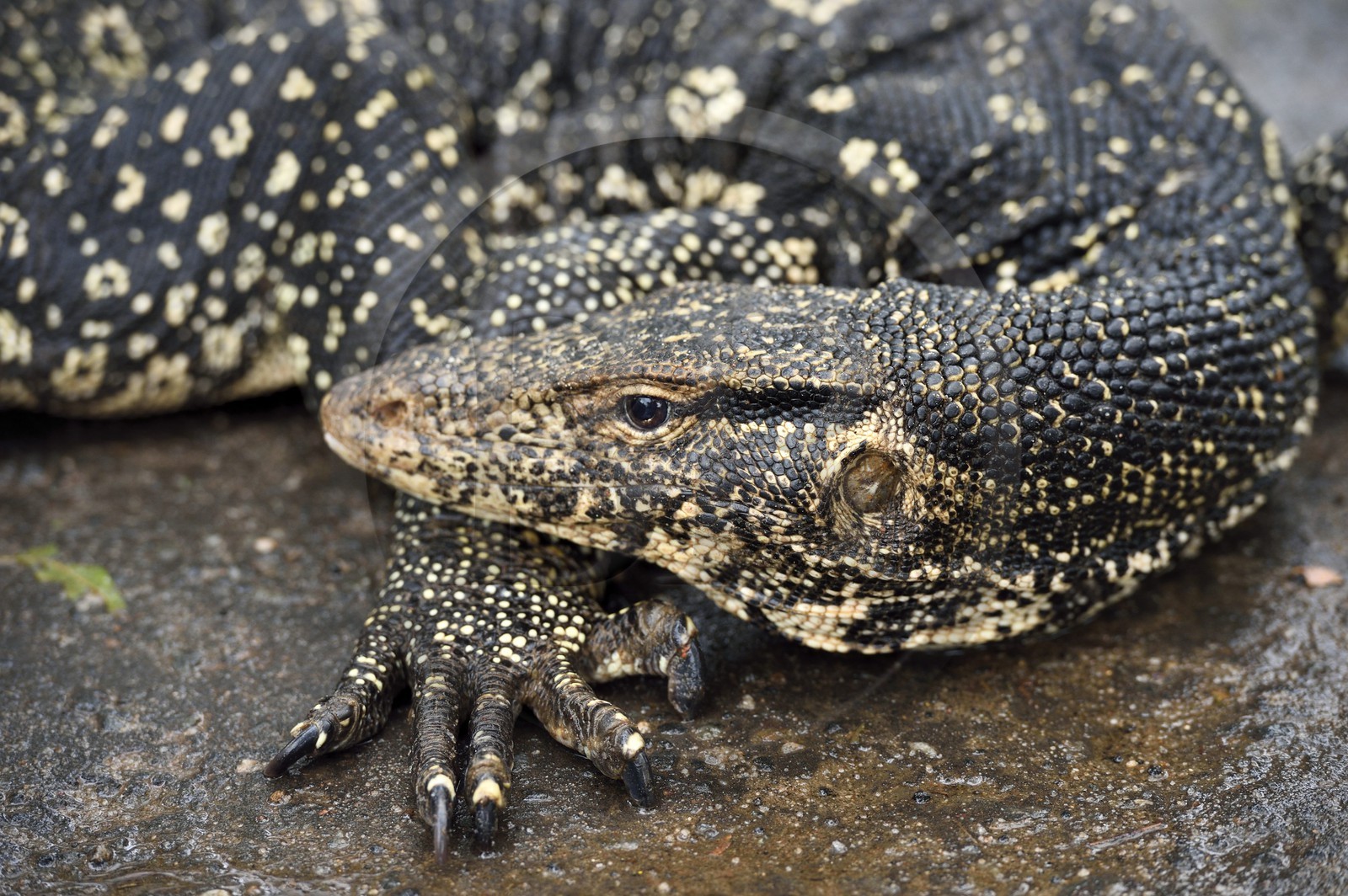 Sri Lanka, province centrale, district de Matale, Sigiriya, varan Sri Lanka, Central Province, Matale District, Sigiriya, Monitor lizard
