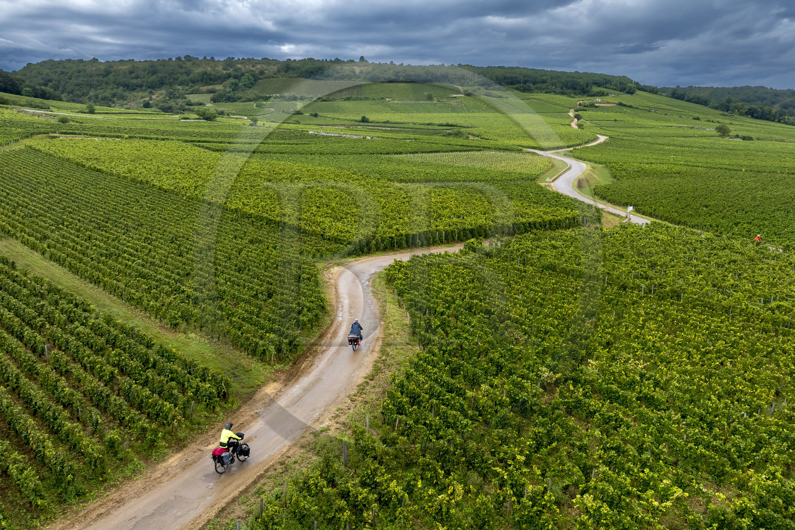 France, Côte-d'Or (21), Paysage culturel des climats de Bourgogne classés Patrimoine Mondial de l'UNESCO, vignoble de la Côte de Nuits, cyclotourisme sur la Route des Grands Crus à Vosne-Romanée