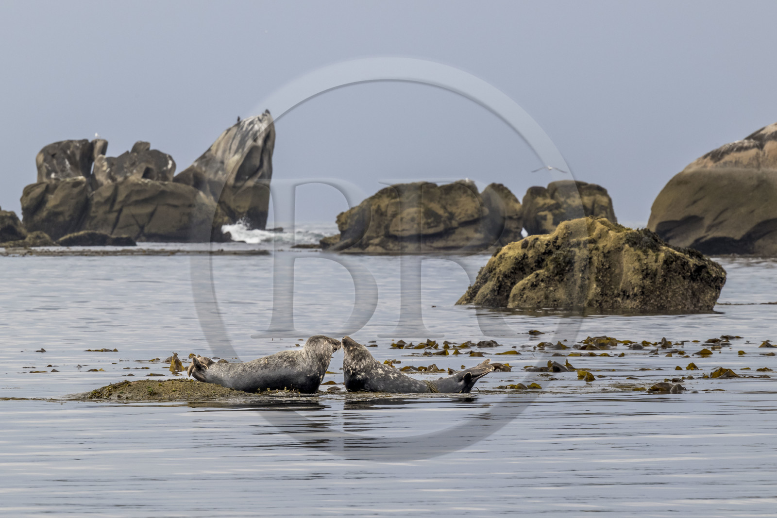 France, Finistère (29), Penmarch, archipel des Étocs, phoque gris (halichoerus grypus)