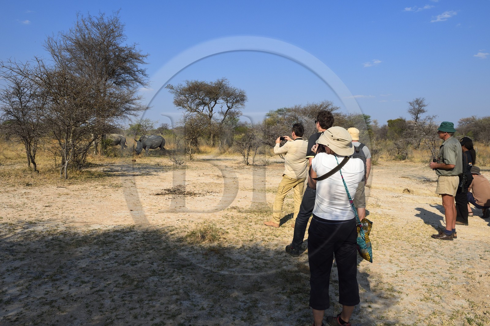 Zimbabwe, province de Matabeleland méridional, Matobo ou Matopos Hills National Park, classé Patrimoine Mondial de l'UNESCO,  safari à pied à la recherche de rhinocéros blanc (Ceratotherium simum)