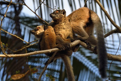 France, Ile de Mayotte, Grande-Terre, Kani-Keli, le Jardin Maoré à la plage de N’Gouja, Lémur fauve (Eulemur fulvus mayottensis) appelé aussi maki