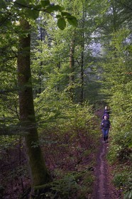 France, Bas-Rhin (67), Parc Naturel régional des Vosges du Nord, La Petite Pierre, sentier des Trois Roches vers le Rocher Blanc